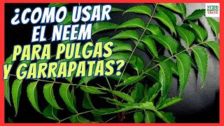 🎲 ¿COMO USAR EL NEEM PARA ELIMINAR GARRAPATAS Y PULGAS EN PERROS HUMANOS Y EN LA CASA 🎲 [upl. by Opiuuk]