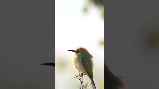 Green Bee eater in golden light music alanwalker birds birdwiew blackbird [upl. by Wiatt322]