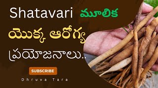 shatavari for hormones balance  health benefits of taking shatavari powder [upl. by Jenne765]