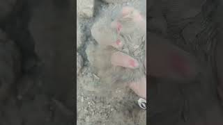 Stoney sand texture Dry crumbling 💕 asmrcommunity satisfying asmrsand asmr clay massageroller [upl. by Gretchen]