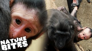 Macaque Monkeys FIGHT Over Baby Part Two  The Secret Life of the Zoo  Nature Bites [upl. by Wallford]