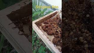 Harvesting Stingless Bee Honey Using a Suction System [upl. by Naaman271]