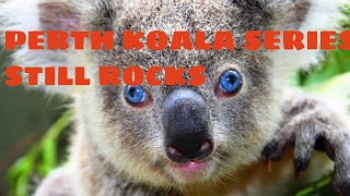 Koala Mintages and Price Update Silver Bullion from the Perth Mint [upl. by Anael]