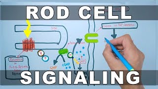 Rod Cell Signaling [upl. by Moses213]