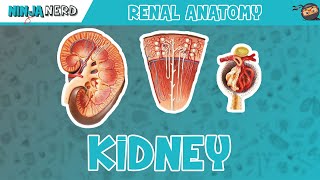 Renal  Kidney Anatomy Model [upl. by Ythomit]