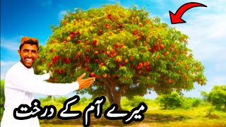 My Mango 🥭 Trees in Multan5 Crore profit in selling of my mango trees in Multan [upl. by Marston]