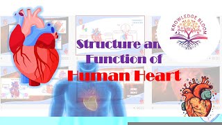 Structure and Function of Human Heart Detailed Overview  Fluids amp Circulation  Biology 11 [upl. by Huppert]