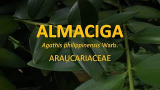 Almaciga Agathis philippinensis  Araucariaceae  Trees for Urban Spaces  Philippine Native Trees [upl. by Lundquist]