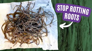 The Ultimate Guide to Conquering Root Rot [upl. by Sanalda463]