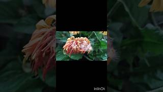 Gerbera plant seeds plants gardening plantcare shortsvideo shorts shortvideo flowers love [upl. by Tertias936]