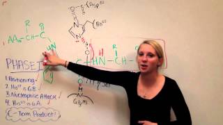 Chymotrypsin Mechanism [upl. by Nadia]