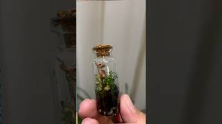 Tiny Terrariums [upl. by Hillie230]