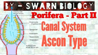 Canal System in Porifera  Ascon Type Canal System [upl. by Khalid]