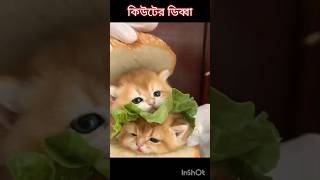 কিউটের ডিব্বা cat cutecat shortvideo shorts [upl. by Wyne]