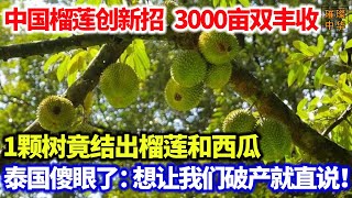 中国榴莲创新，3000亩地双丰收，1颗树竟结出榴莲和西瓜，泰国傻眼了：想让我们破产就直说！中国榴莲 榴莲种植 种植业 [upl. by Ylek]