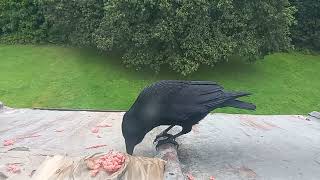 Carrion Crows stuffing their faces and telling other crows this is my turf [upl. by Susejedesoj]