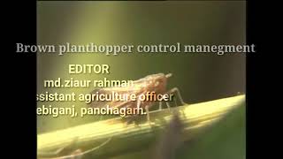 Brown planthopper control manegment [upl. by Arytahs]