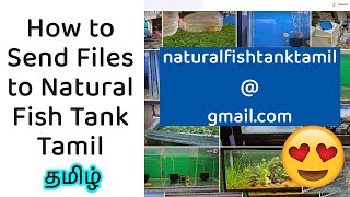 த How to send Tank Videos to Natural Fish Tank Tamil Youtube Channel [upl. by Weeks109]