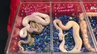 Dixie Reptile Show  Gardendale July 2017 [upl. by Yarb451]