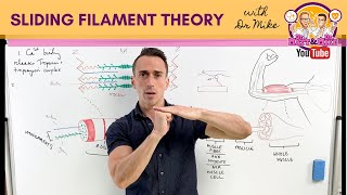 Sliding Filament Theory  Muscle Contraction [upl. by Rhys]