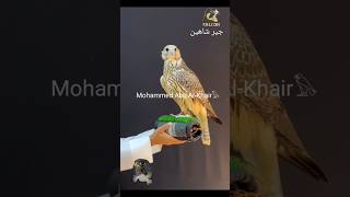 Gyr ShaheenGYRFALCONShaheenجير شاهين [upl. by Tannenwald]