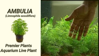 Ambulia plant care  Limnophila sessiliflora aquarium plant care with English Subtitle [upl. by Anivlek]