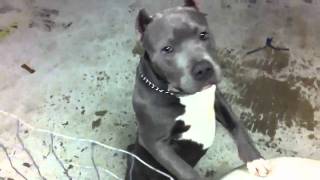 Blue nose pitbulls 5 months [upl. by Prissy]