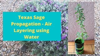 Texas Sage Leucophyllum frutescens Propagation  Air Layering using Water [upl. by Aramo]