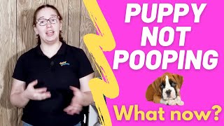 Puppy Not Pooping How long can they go and remedy [upl. by Aennil612]