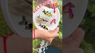 Fishes🐠crayfish🦞Catfish🐟melon barbs😍ko kuye me release kr dya🥳shortsfeedshortsminivlogpets [upl. by Asiole]