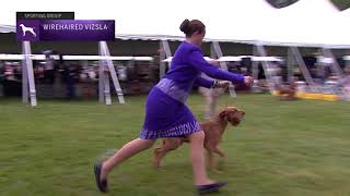 Wirehaired Vizslas  Breed Judging 2021 [upl. by Lolly]