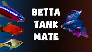 TOP 13 Types of Fish You Can Keep with BETTA FISH  Tank Mates For Betta Fish [upl. by Moffit]