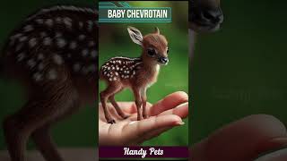 Small Baby Chevrotain shorts short ytshorts handypets [upl. by Crutcher]