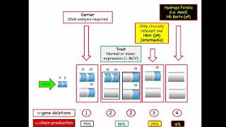 12DaysinMarch Hematology Questions for the USMLE Step One Exam Thalassemia [upl. by Ailin]