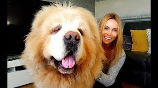 CHINESE TIBETAN MASTIFF  The Worlds Most Expensive Dog [upl. by Leamiba]