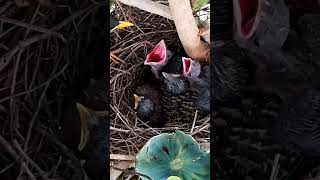 Common myna Birds Feed two crickets at a time [upl. by Nor]