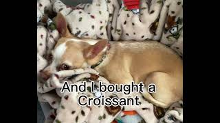 Croissant cute croissant dog chloe [upl. by Yasmar521]