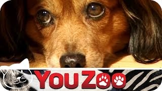 Hund findet Welpen am Straßenrand │YouZoo [upl. by Dun]