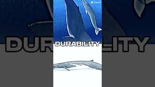 Livyatan vs fin whale edits whale [upl. by Ruder99]