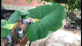 Alocasia Mariposa Variegada [upl. by Khalil989]