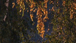 Autumnal morning Falkensee near Berlin Spandau October 12 2024 Alfred Georg Sonsalla 522 Copilot AI [upl. by Anayit495]