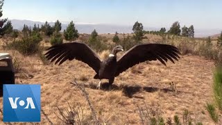 Andean Condor Soars Back to the Wild in Bolivia [upl. by Bogie648]