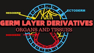 Germ layer derivatives  ENDODERM ECTODERM MESODERM  Organs and tissues [upl. by Whitson]