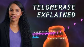 The links between telomerase and aging [upl. by Mckee81]