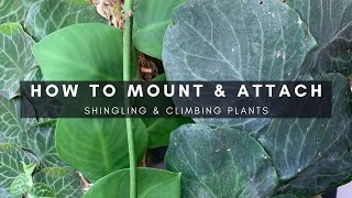 How to Mount amp Attach Shingling Houseplants to Moss Poles  Ep 18 [upl. by Verras]