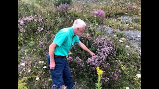 Marjoram and Wild Thyme with John Feehan in July Wildflowers of Offaly series [upl. by Obie446]