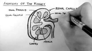 Renal Anatomy 1  Kidney [upl. by Tima]