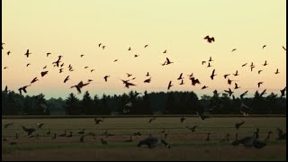 Chasse de pré saison à la Bernache du Canada outarde Early season opening in Quebec duckhunting [upl. by Noram]