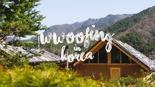 WWOOFing in Korea  First Farmstay Experience [upl. by Barcroft100]