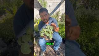 Aquí les muestro la begonia fresa o bien Saxifraga Stolonifera [upl. by Halludba]